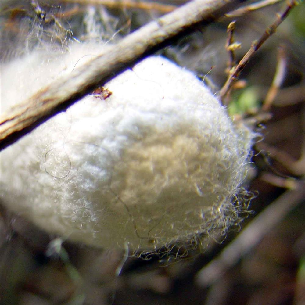 Silk